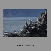 seabird colony